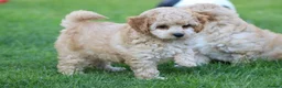 Cavapoochon dogs for sale: CAVAPOOCHON PUPPIES FOR SALE - Advert 14