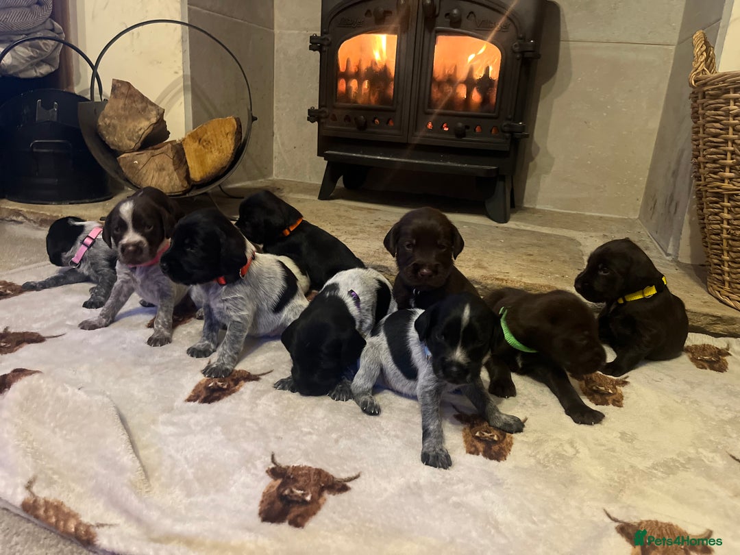 Mixed Breed dogs for sale: German wirehaired pointer x German wirehaired/Lab - Image 4