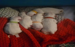 Maltese dogs for sale: Sale:4 maltese pups  - Image 13
