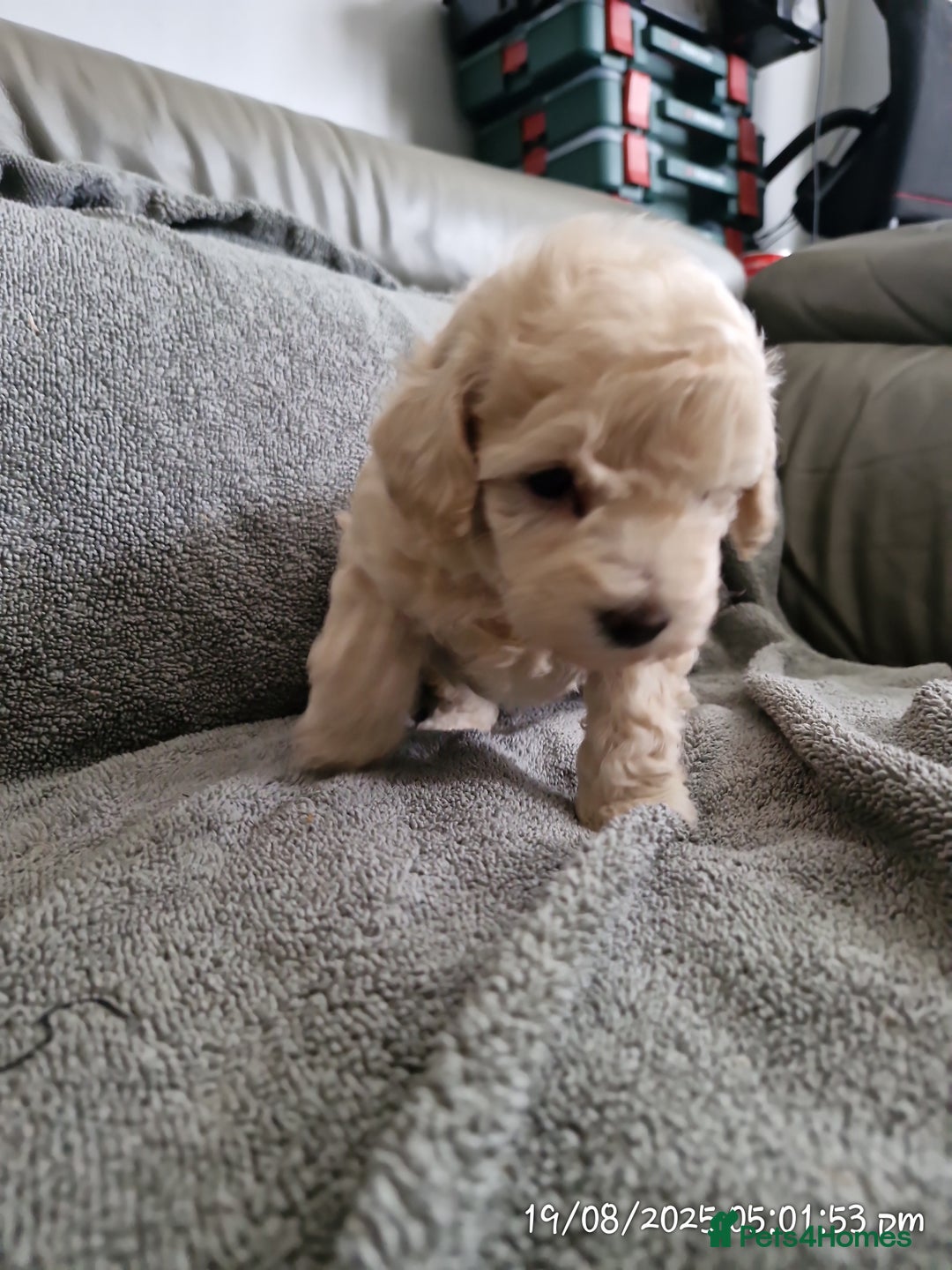 Poochon dogs for sale: Two gorgeous Poochon puppies - Image 6