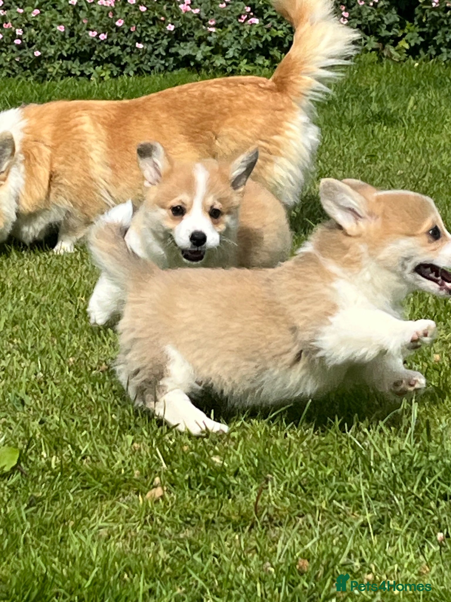 Welsh Corgi Pembroke dogs KC Reg Pembs Corgi - Advert 2