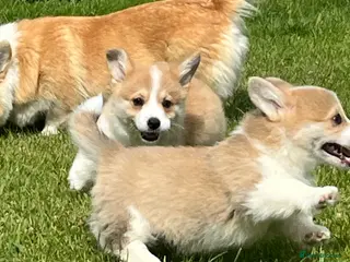 Welsh Corgi Pembroke dogs KC Reg Pembs Corgi - Advert 1