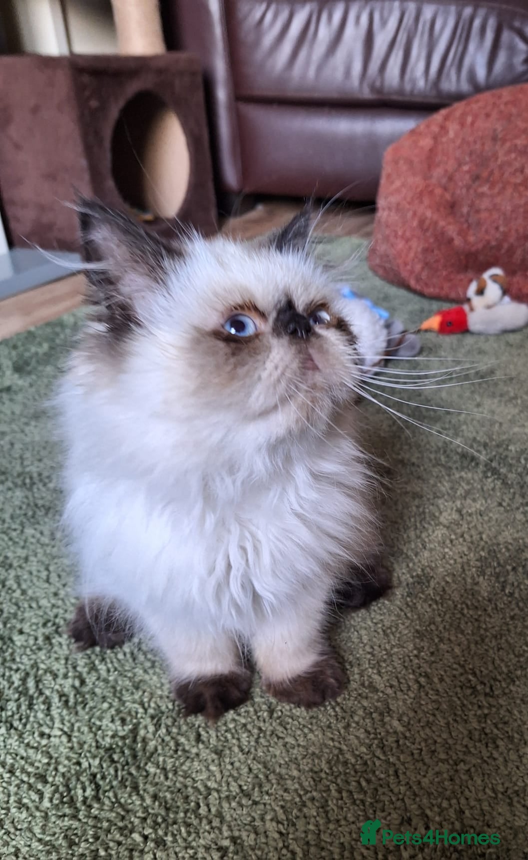 Persian cats Stunning colourpoint persian kitten - Advert 2