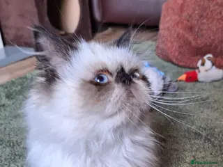 Persian cats Stunning colourpoint persian kitten - Advert 2