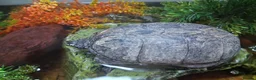 Turtle reptiles for sale: Musk Turtles in Chichester - Advert 5