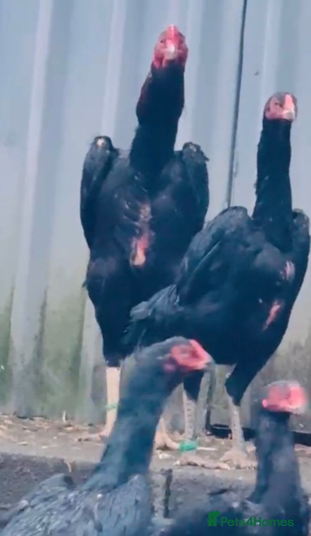 Chickens poultry for sale: Imported black shamo birds for sale  - Advert 2