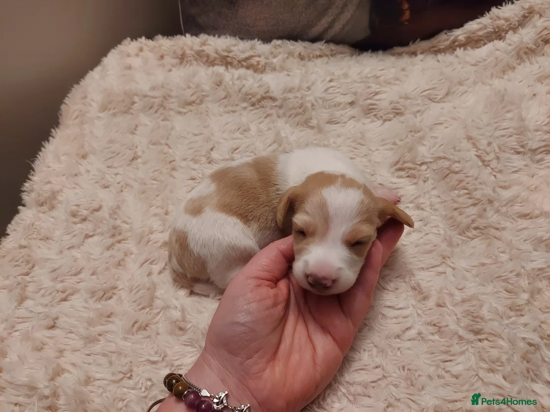 Miniature Dachshund dogs for sale: Miniature Dachshund Puppies - Advert 9