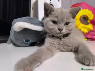 British Shorthair cats Scotch Fold X British Short Hair - Advert 10