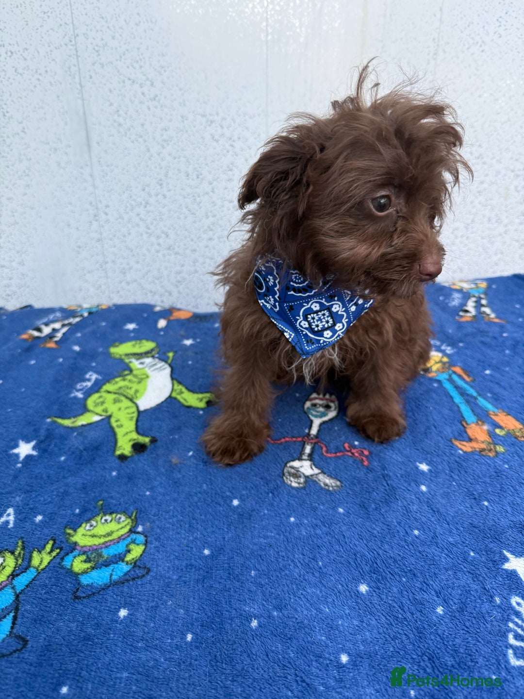 Pomapoo dogs for sale: Two gorgeous Pomapoo puppies available  - Image 6
