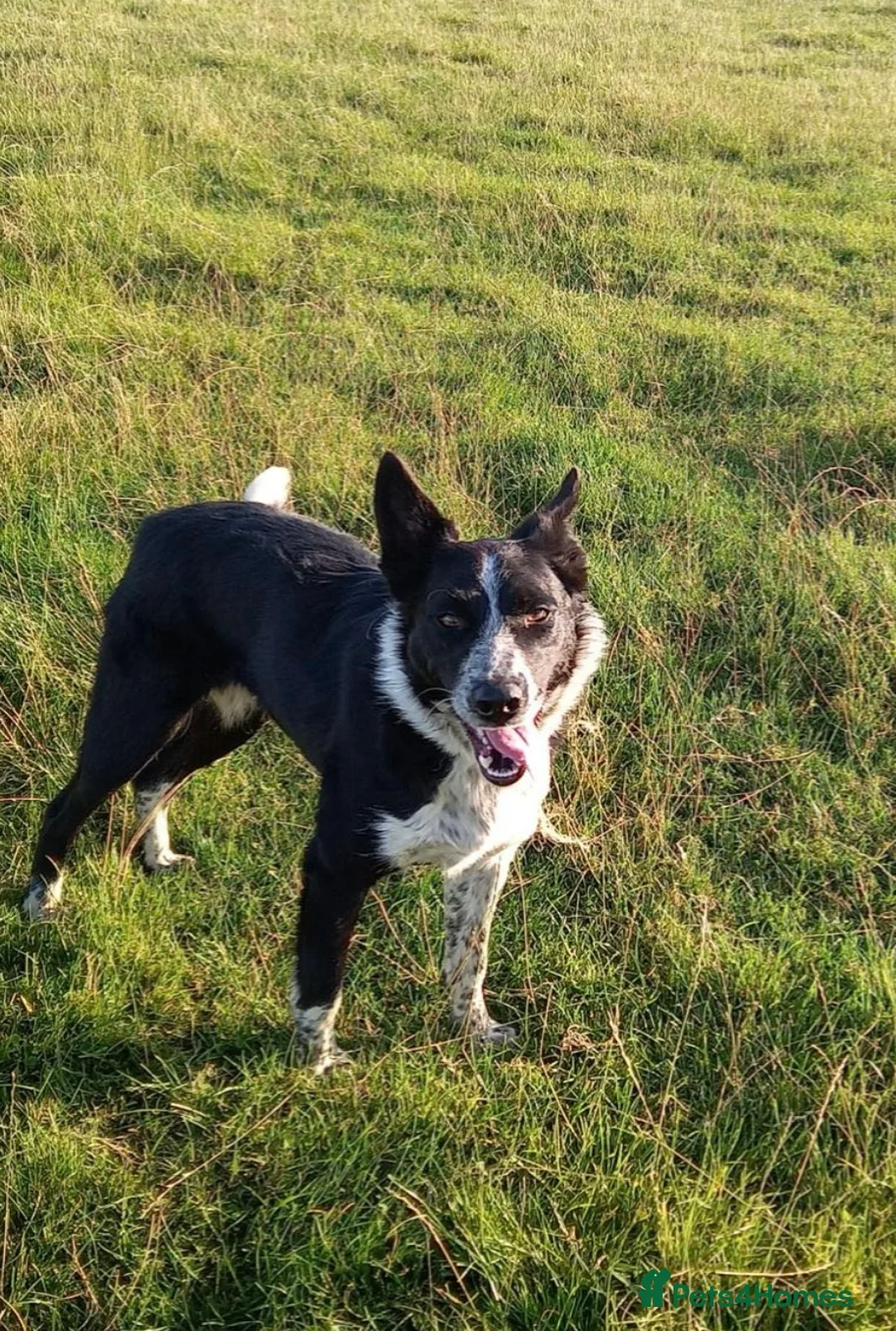 Mixed Breed dogs for sale: Collie puppies  in Launceston - Advert 7