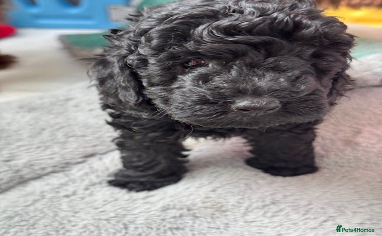 Miniature Poodle dogs - Advert 13