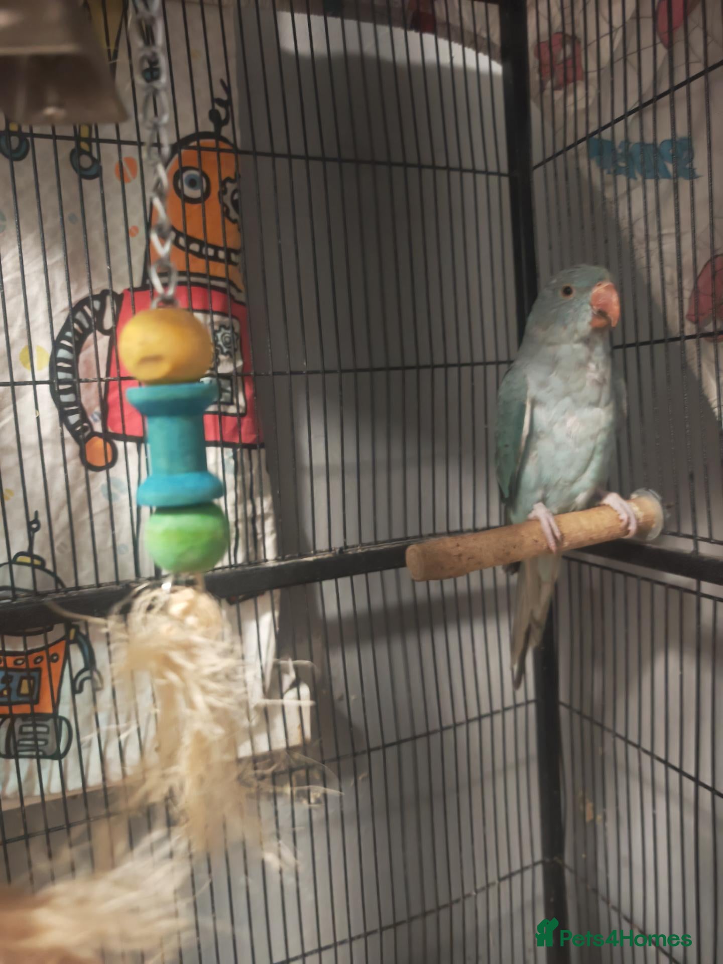 Ringnecks birds Blue ring neck for sale  - Advert 14