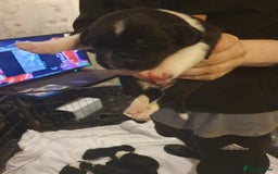 Mixed Breed dogs for sale: Border collie and springerdor puppies - Image 10