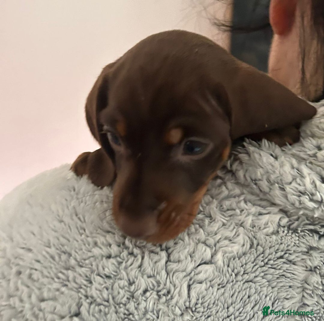 Dachshund dogs for sale: Dachshund puppies  - Advert 19