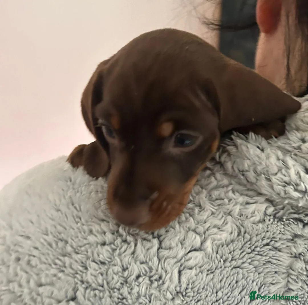 Dachshund dogs for sale: Dachshund puppies  - Advert 19