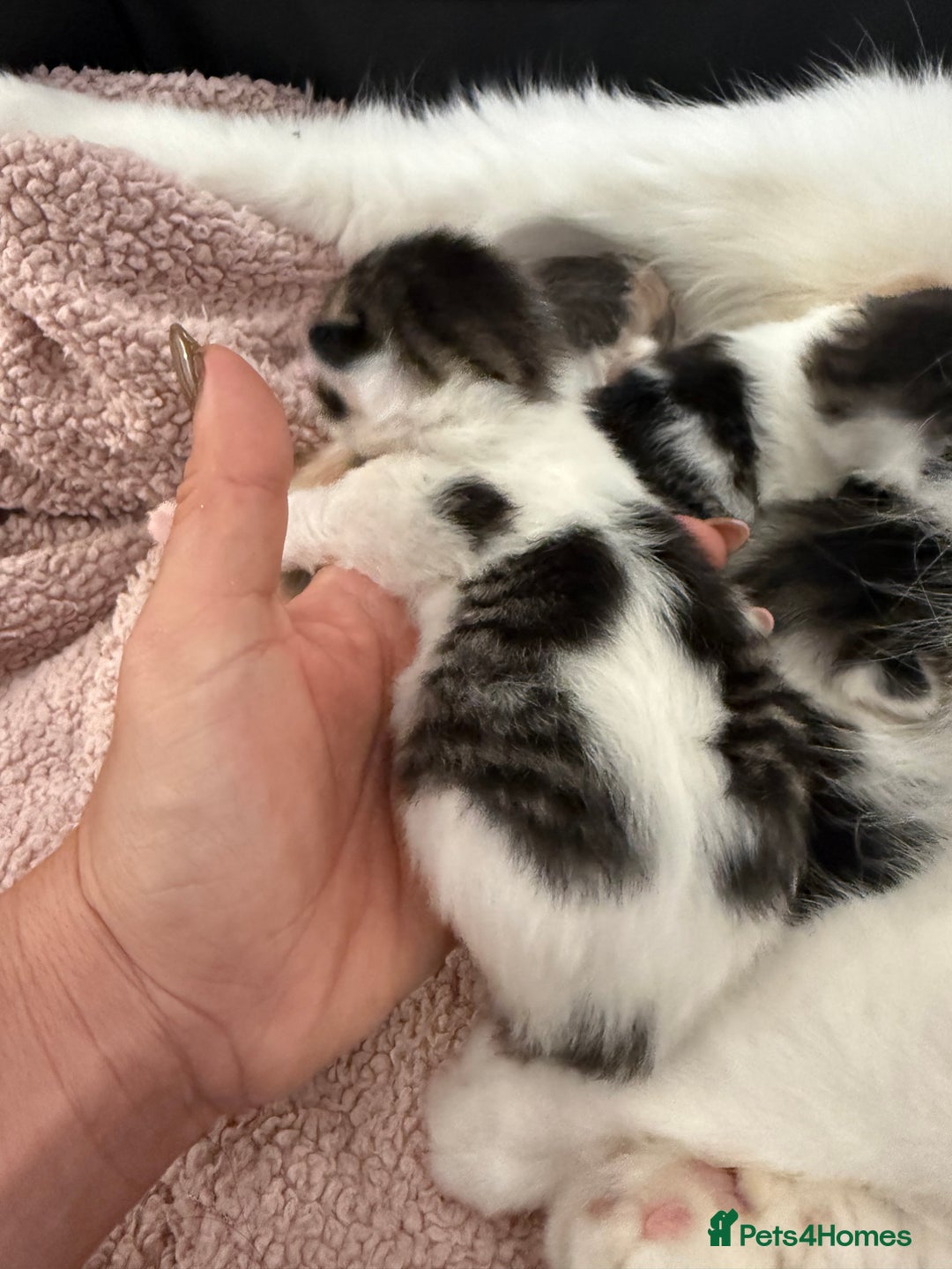 Ragdoll cats for sale: Stunning rare ragdoll cross kittens - Image 7