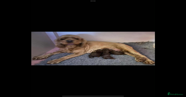 Cockapoo dogs - Advert 1