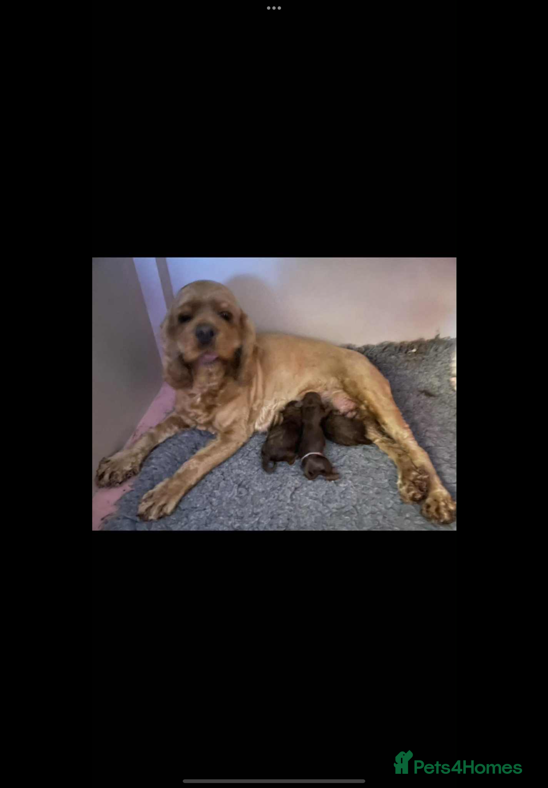 Cockapoo dogs for sale: American cockapoo - Image 3