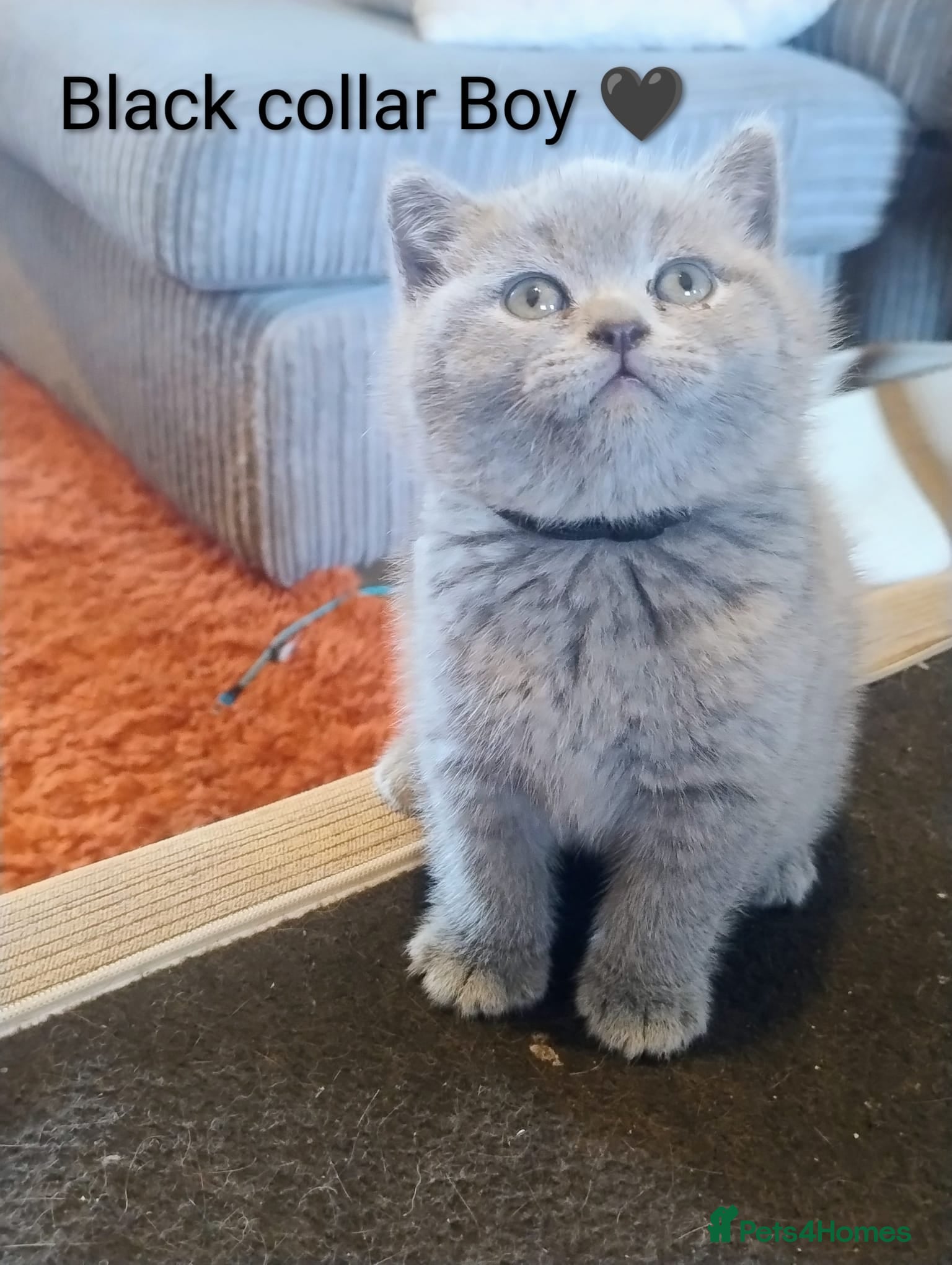 British Shorthair cats Gorgeous chunky British Shorthairs pedigree parent - Advert 2