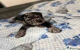 Cane Corso dogs for sale: Cane corso Merle  - Image 7