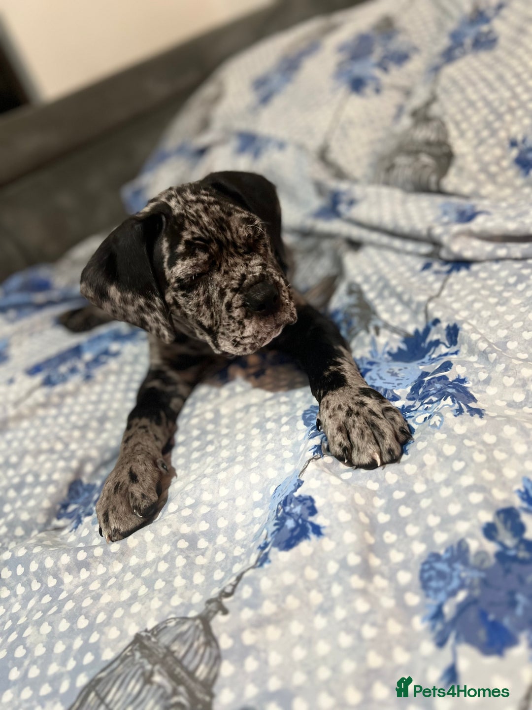 Cane Corso dogs for sale: Cane corso Merle  - Image 7
