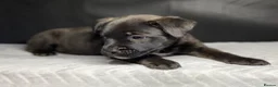 Staffordshire Bull Terrier dogs for sale: King Fury Puppies  in Liverpool - Advert 20