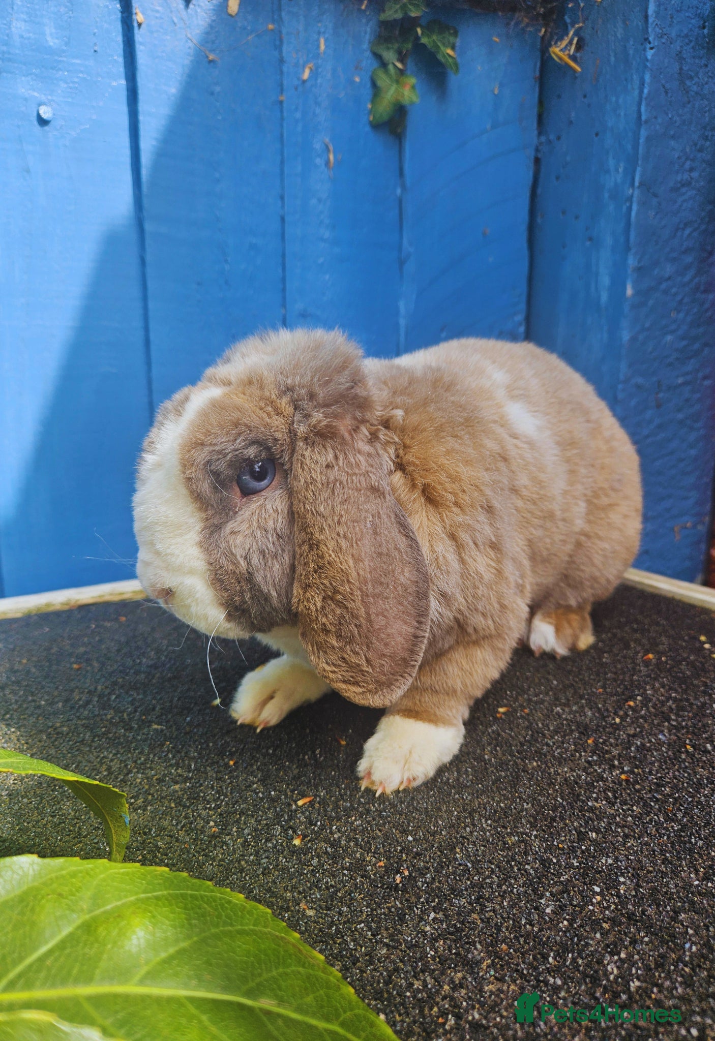 Mini Lop rabbits Mini Plush Lop Blue Bunny  - Advert 2