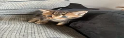 Mixed Breed cats for sale: Bengal x Maine coon kittens  in Rugeley - Advert 3