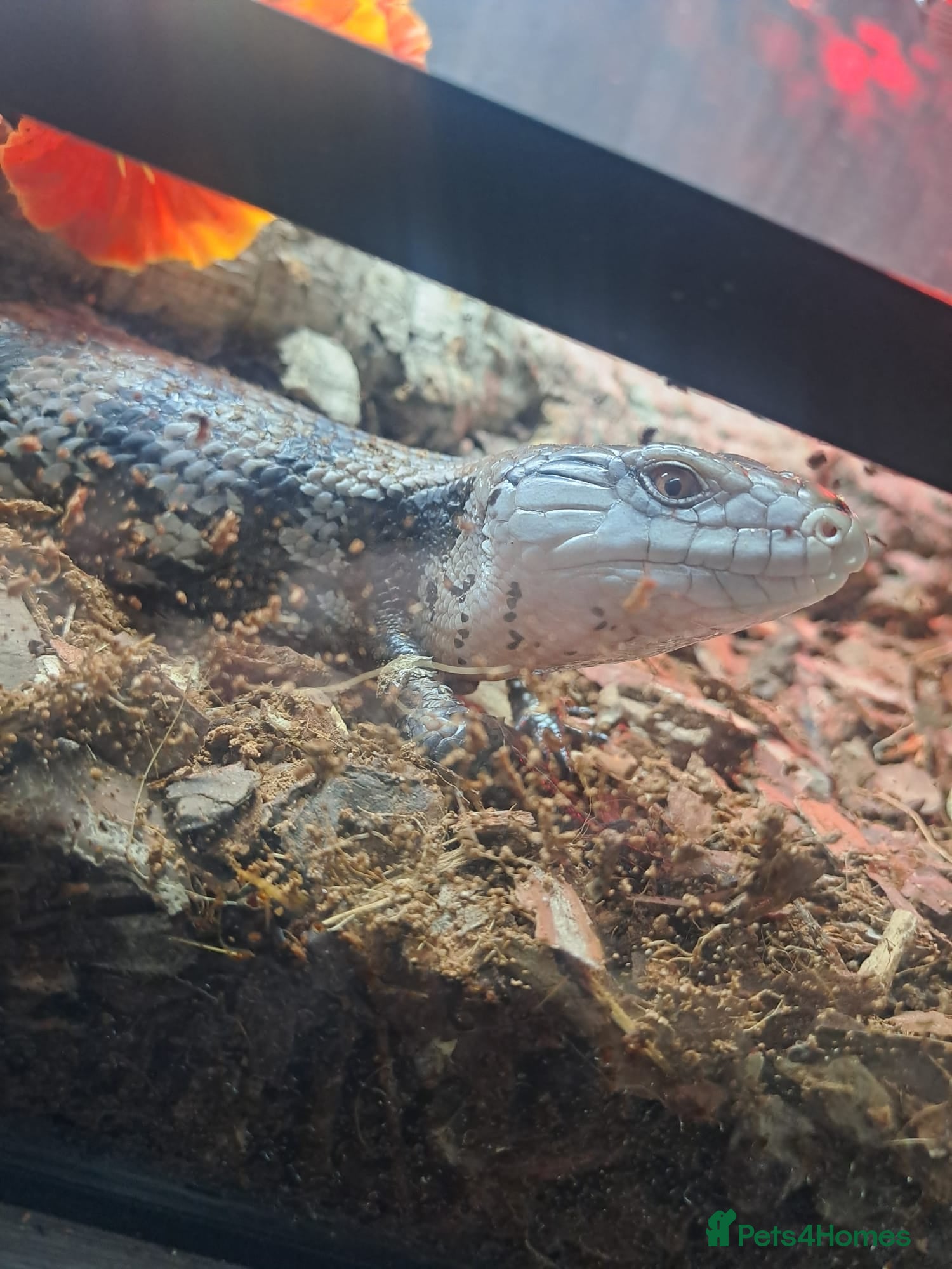 Skink reptiles Blue tongue skink  - Advert 7