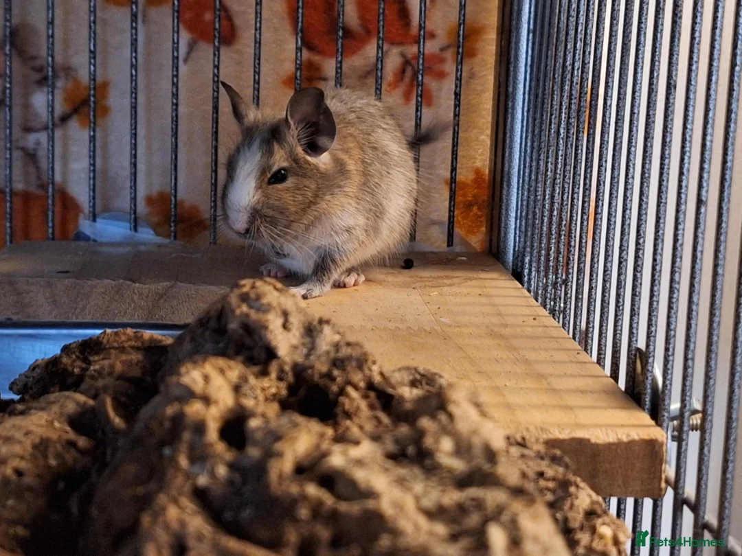 Degus rodents for sale: Bonded Trio Young Degu brothers  - Advert 7