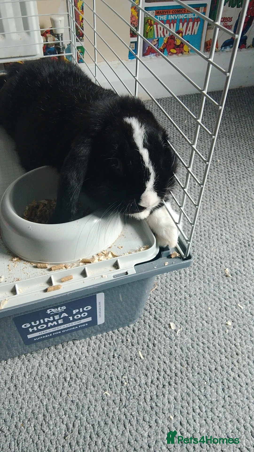 Mini Lop rabbits for sale: Mini lop rabbit  - Advert 4