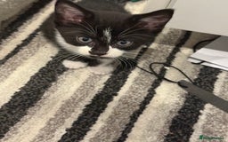 Mixed Breed cats for sale: Kittens for sale  - Image 8