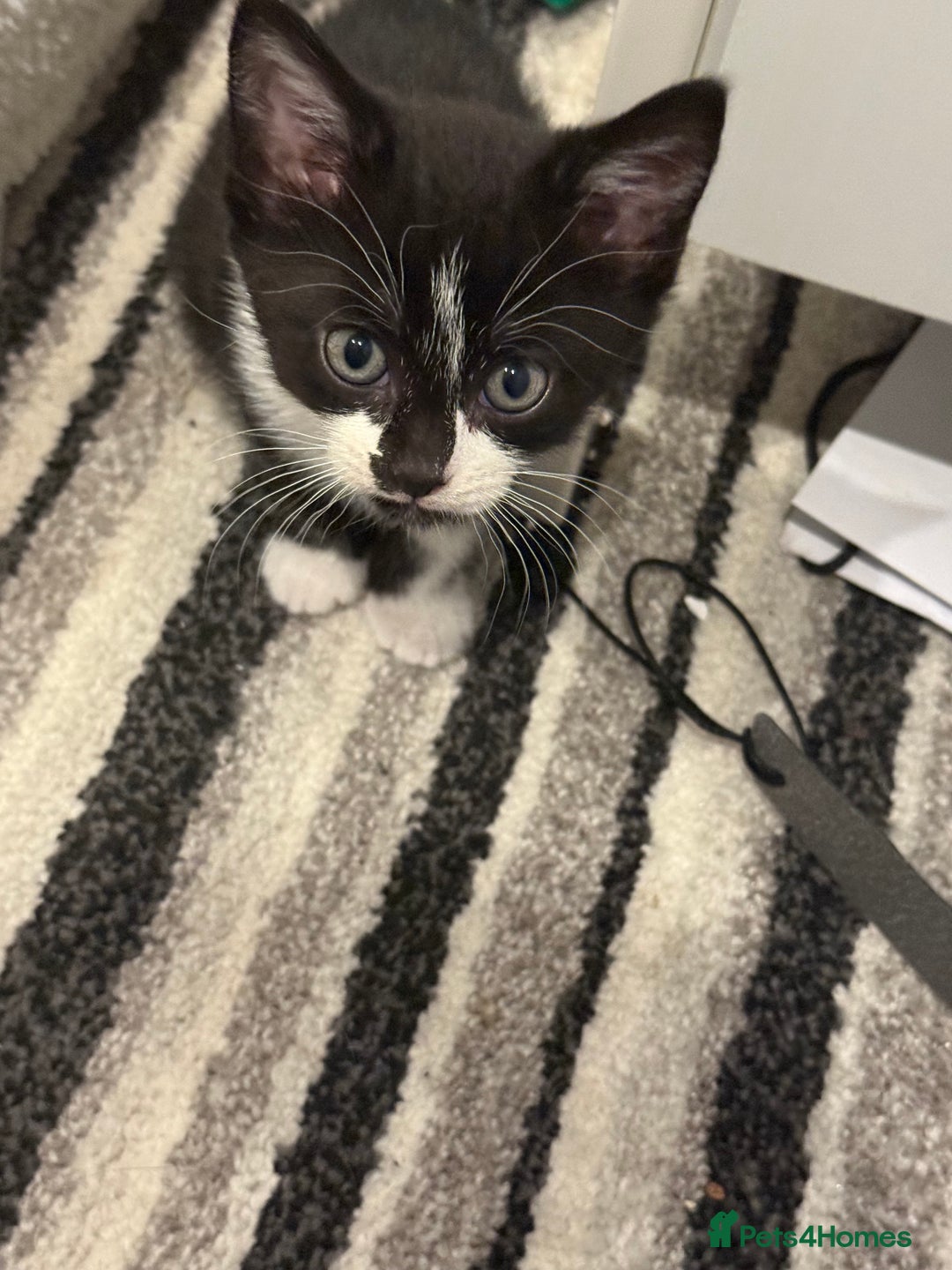 Mixed Breed cats for sale: Kittens for sale  - Image 8