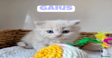 British Shorthair cats - Advert 4