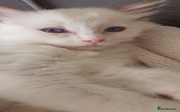 Ragdoll cats for sale: Beautiful GCCF lilac and Cream Point kittens - Image 38