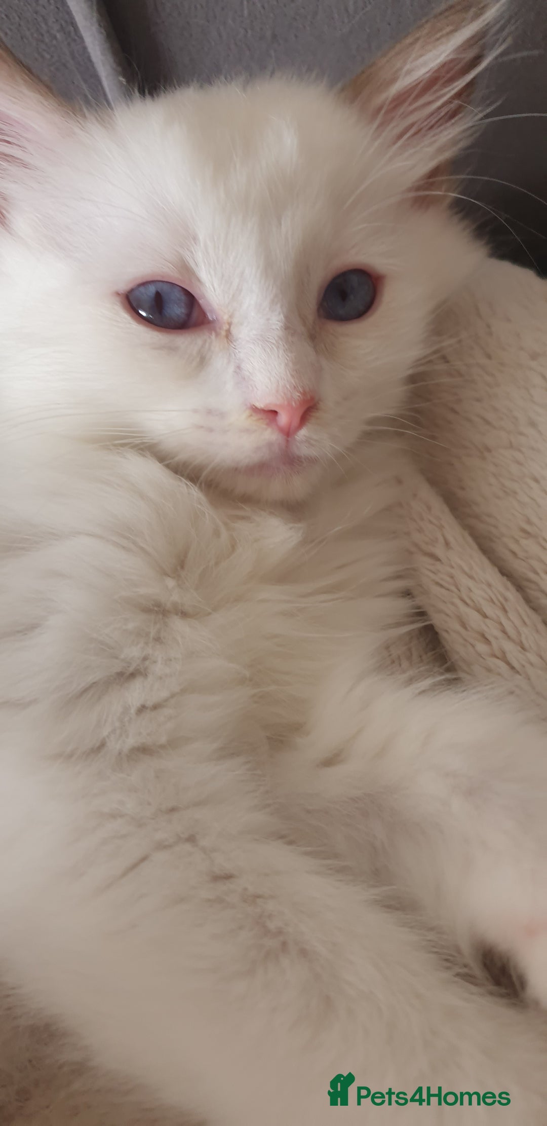 Ragdoll cats for sale: Beautiful GCCF lilac and Cream Point kittens - Image 38