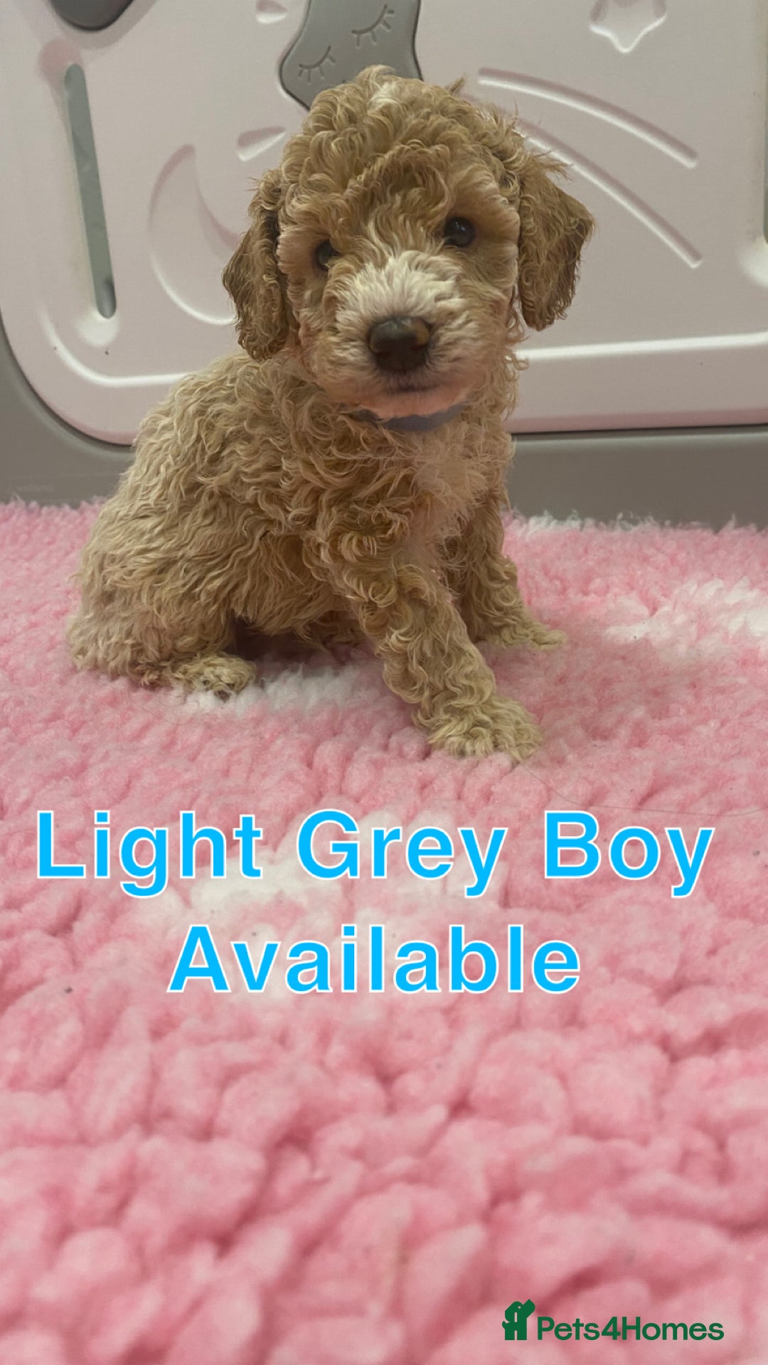 Labradoodle dogs for sale: Multi- Generation Toy/Mini parti Labradoodles   - Advert 33