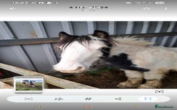 Irish Cob horses for sale: Looking for new home - Image 2