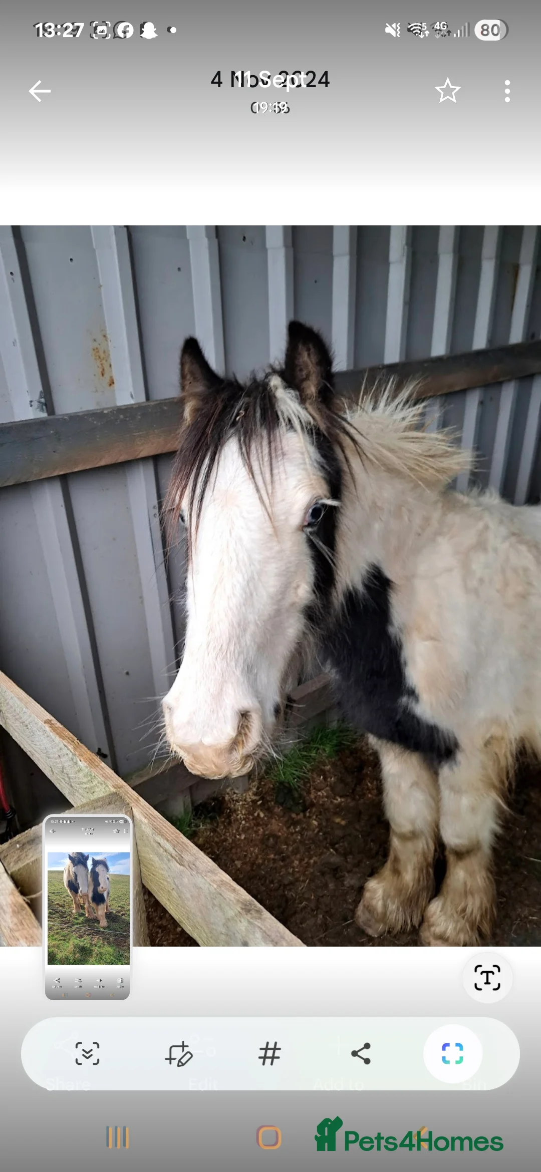 Irish Cob horses for sale: Looking for new home - Advert 2
