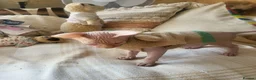 Sphynx cats for sale: Last Canadian sphynx looking for a loving home  - Advert 15