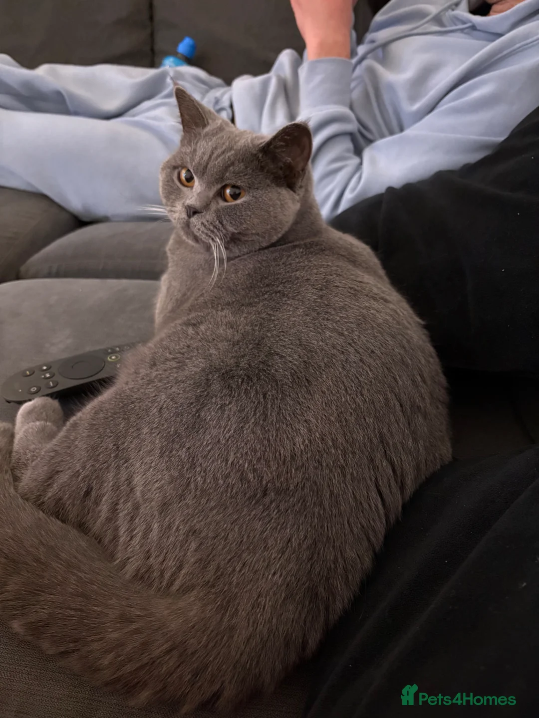 British Shorthair cats for sale: 2 female British shorthairs - Advert 1