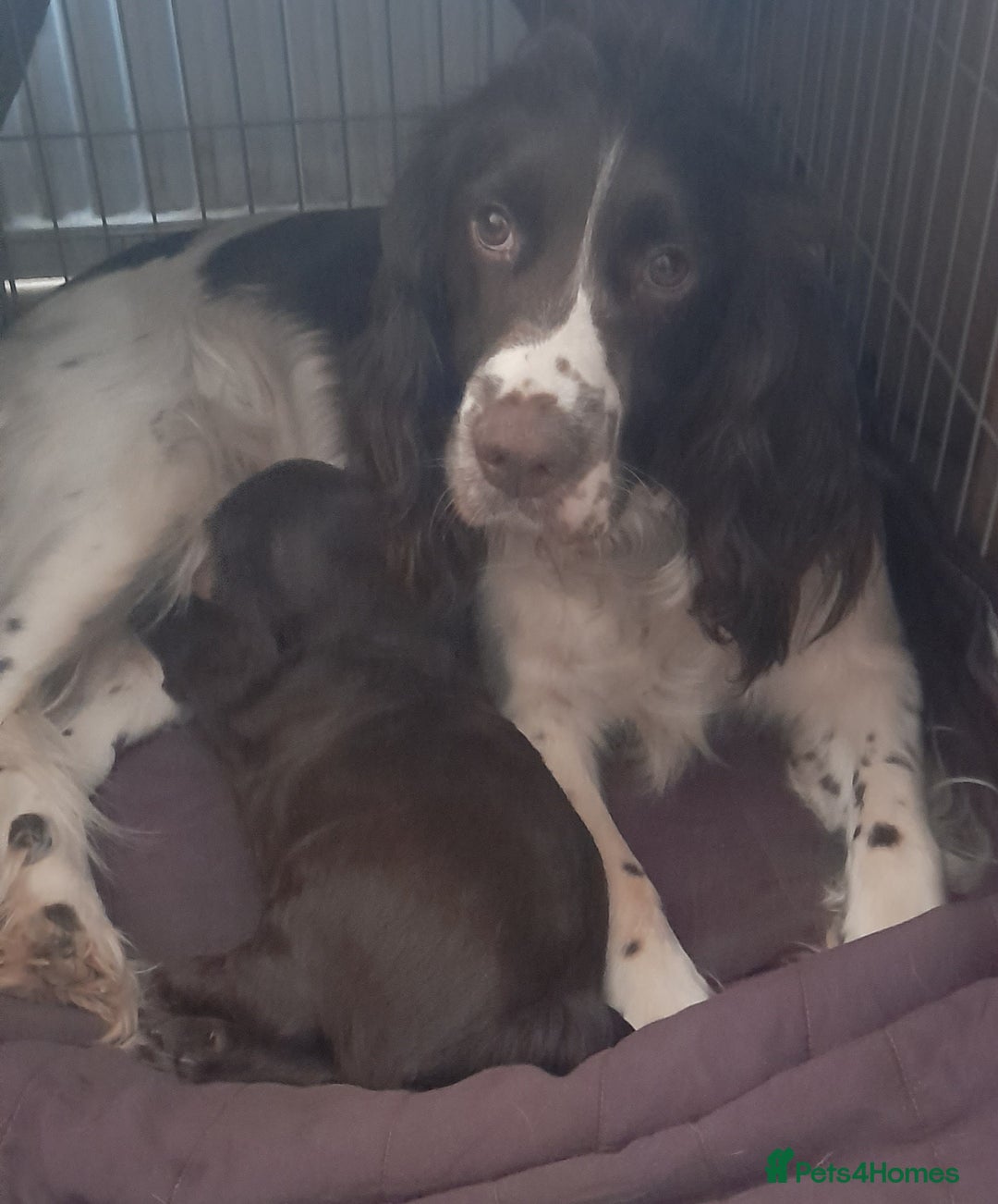 Sprocker dogs for sale: Beautiful Chocolate Sprocker  - Advert 9