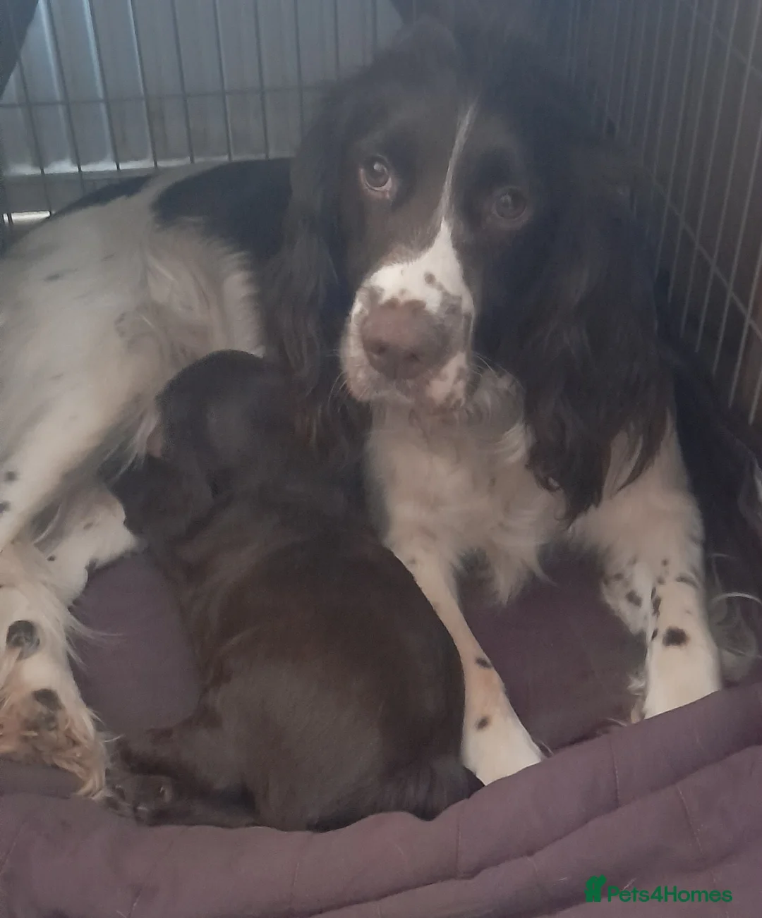 Sprocker dogs for sale: Beautiful Chocolate Sprocker  - Advert 9