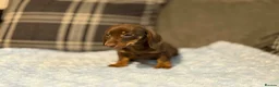 Miniature Dachshund dogs for sale: 3 puppies ready to leave  - Advert 9