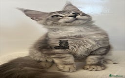 Maine Coon cats for sale: Maine Coon boy male blue silver tabby TICA ready  - Advert 4