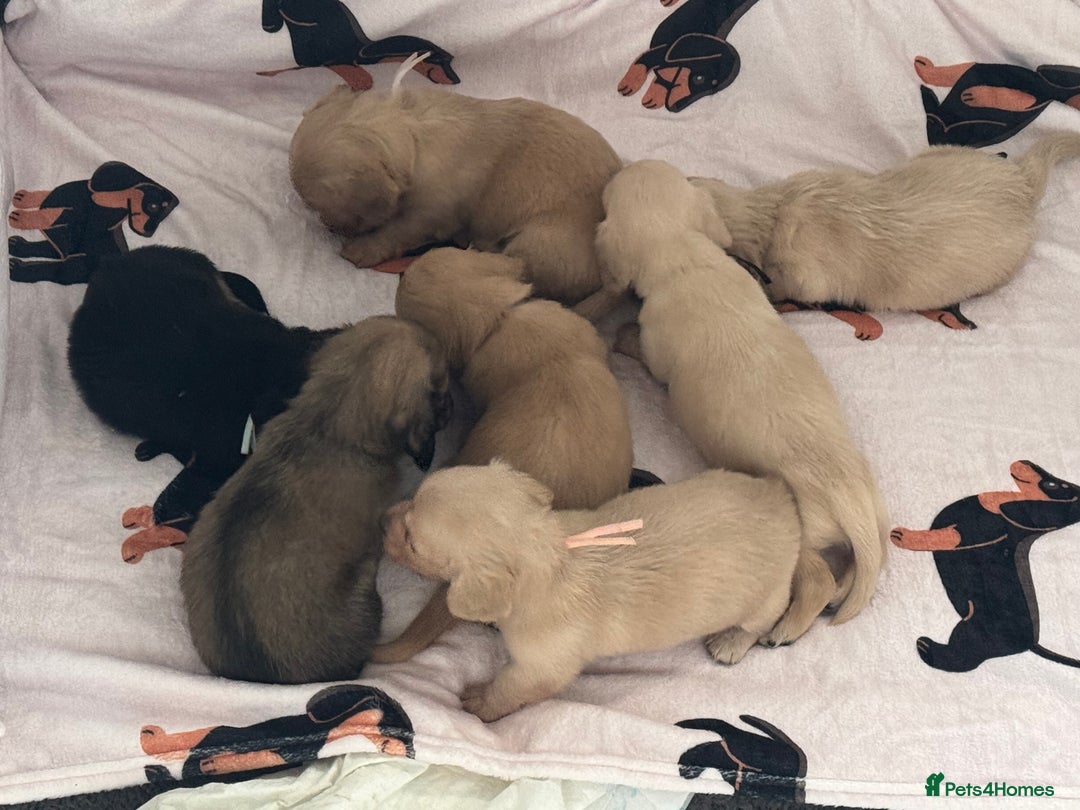 Miniature Dachshund dogs for sale: Miniature Dachshunds longhaired puppies - Advert 1