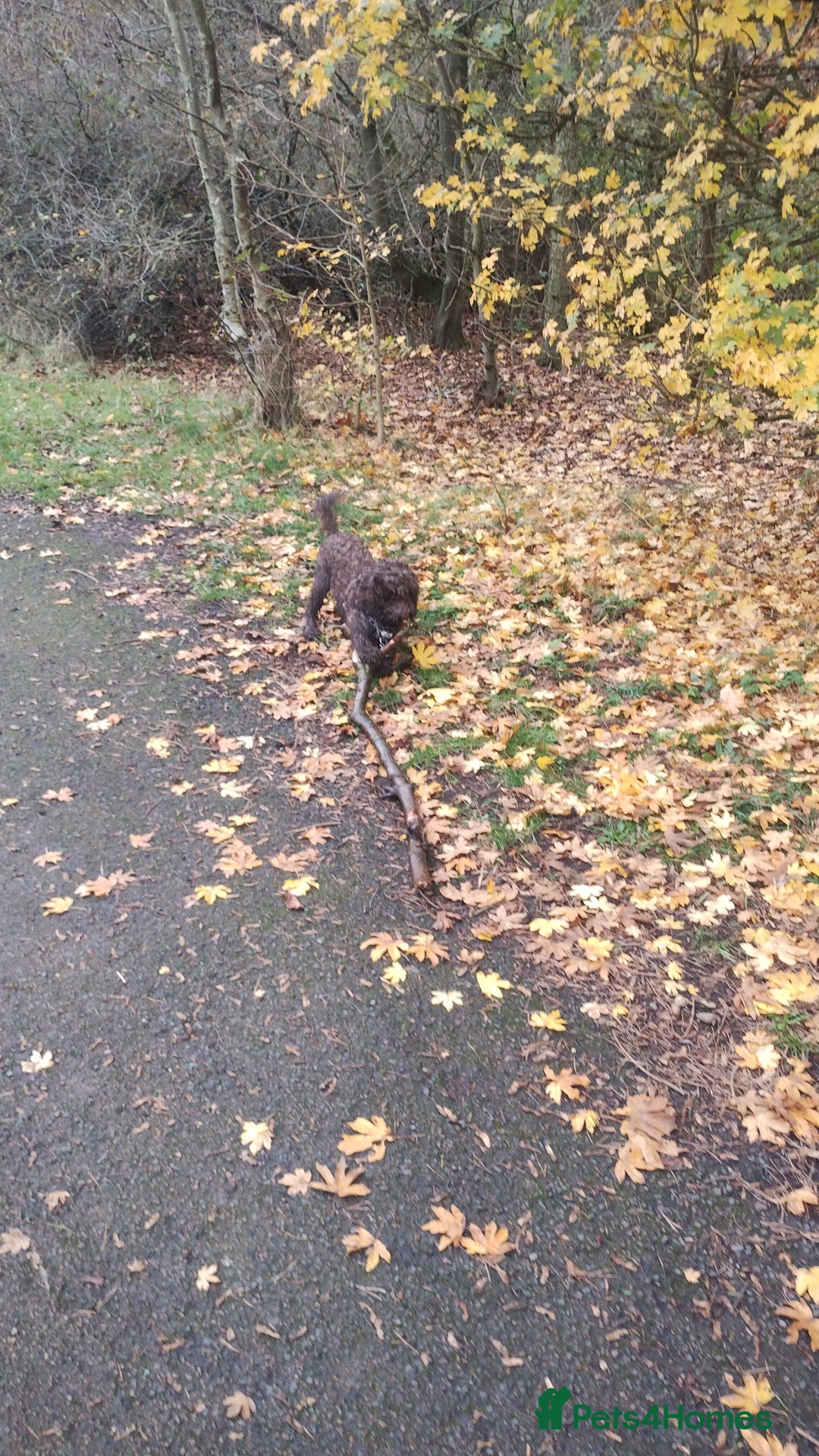 Cockapoo dogs for sale: Cockapoo puppies - Advert 3