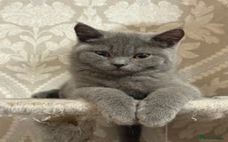 British Shorthair cats for sale: British shorthair  - Image 4