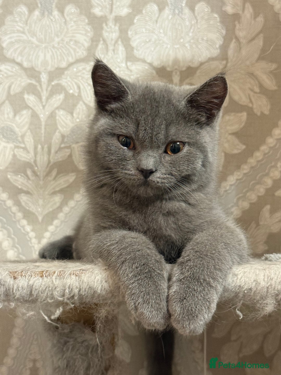 British Shorthair cats for sale: British shorthair  - Image 4