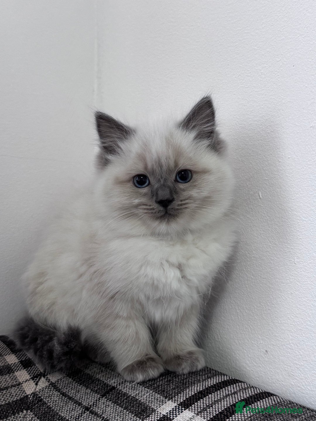 Ragdoll cats for sale: Cuddly tame Pure Pedigree Ragdoll kittens Cat Blue - Advert 8